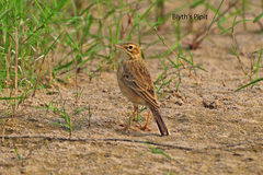 Anthus godlewskii