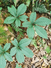 Gynostemma pentaphyllum