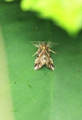Callopistria flavitincta