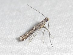Neurobathra strigifinitella