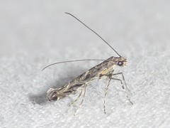 Neurobathra strigifinitella