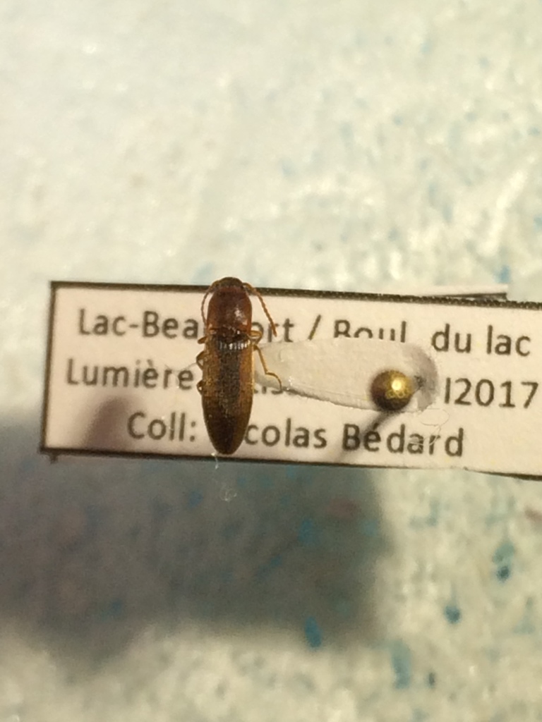 Dalopius pallidus