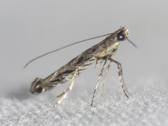 Neurobathra strigifinitella