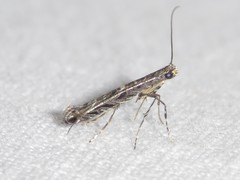 Neurobathra strigifinitella