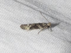 Coleotechnites atrupictella