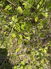 Hydrocotyle vulgaris