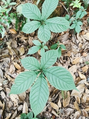 Gynostemma pentaphyllum