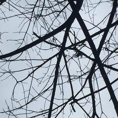 Poecile atricapillus