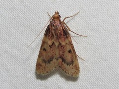 Aglossa disciferalis