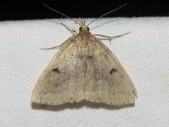 Zanclognatha laevigata