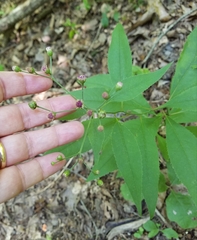 Vernonia flaccidifolia
