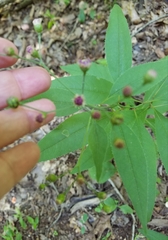 Vernonia flaccidifolia