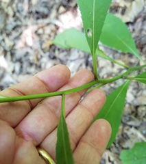 Vernonia flaccidifolia