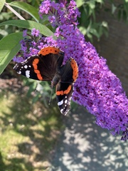 Vanessa atalanta