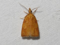 Cenopis directana