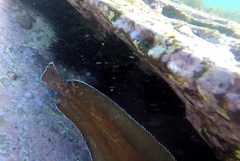 Lotella rhacina
