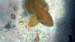 Lotella rhacina