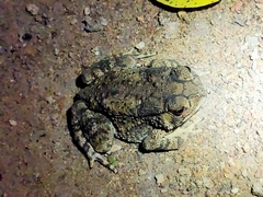 Duttaphrynus melanostictus