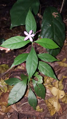 Pseuderanthemum verapazense