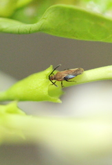 Teleonemia scrupulosa