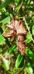 Citheronia phoronea