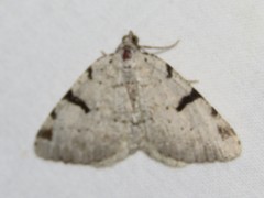 Macaria subcessaria