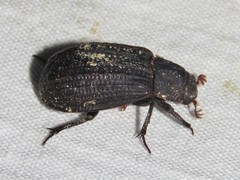 Trox scaber