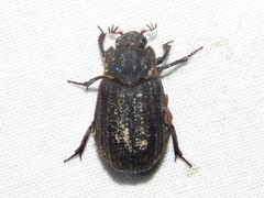 Trox scaber
