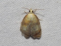 Acleris curvalana