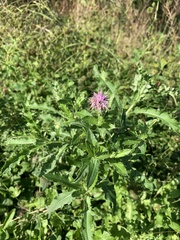 Cirsium arvense