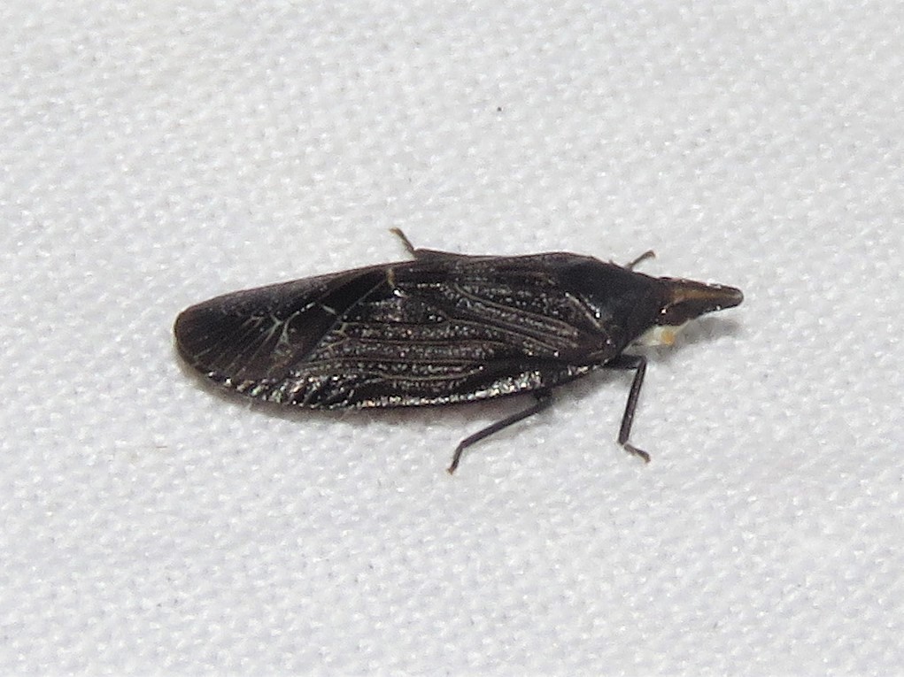 Cixidia colorata