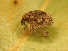 Rhinoncus bruchoides