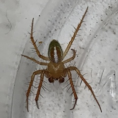 Araneus bivittatus