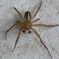 Araneus bivittatus