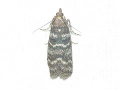Ortholepis pasadamia