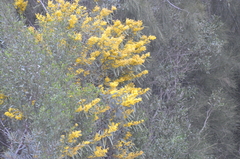 Acacia notabilis