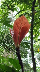 Coccoloba tuerckheimii