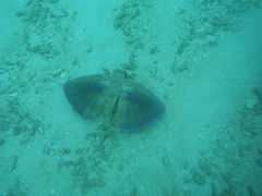 Dactylopterus volitans