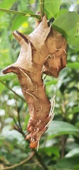 Citheronia phoronea