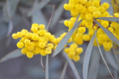 Acacia notabilis