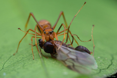 Myrmaplata plataleoides