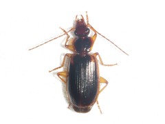 Cymindis limbata
