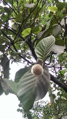 Neonauclea reticulata