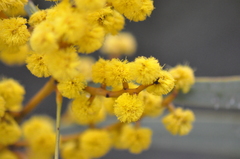 Acacia notabilis