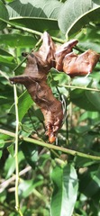 Citheronia phoronea