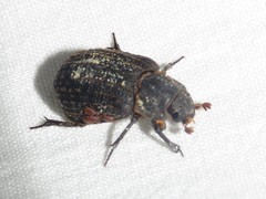 Trox scaber