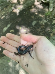 Plethodon glutinosus