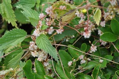 Cuscuta europaea