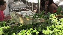 Iguana iguana
