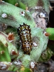 Euptoieta claudia